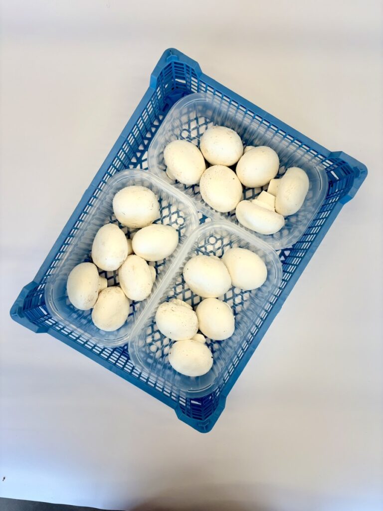 Pieczarka biała