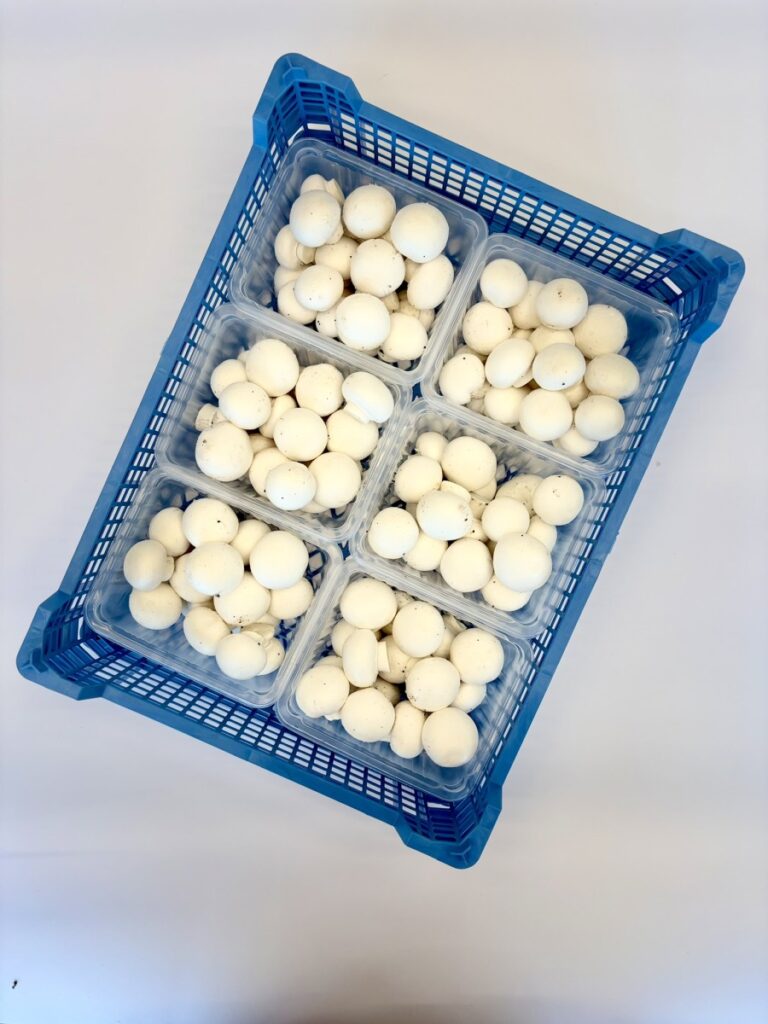 Pieczarka biała