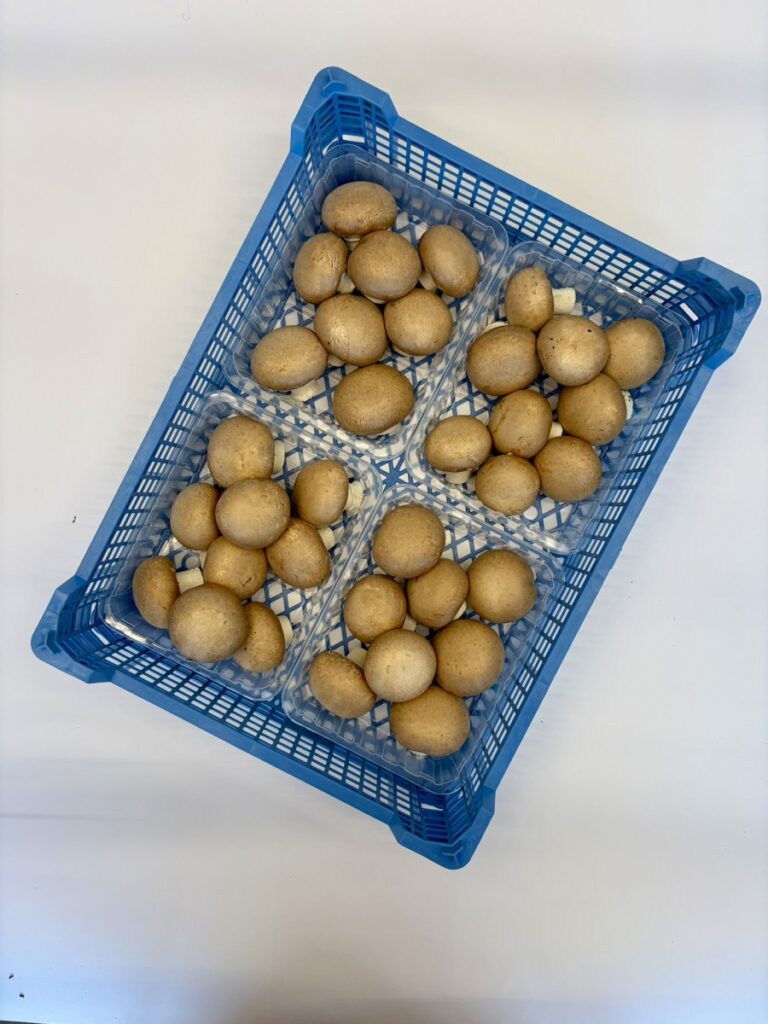 Pieczarka brunatna