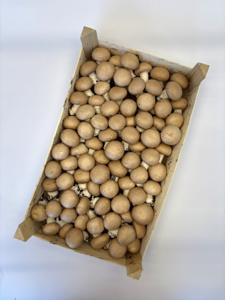 Pieczarka brunatna