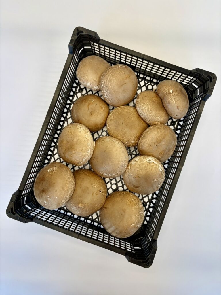 Pieczarka brunatna